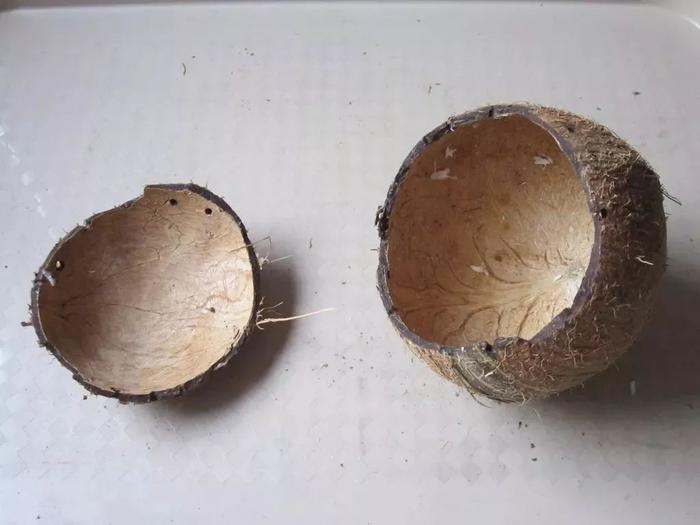 彩叶草的养殖方法:打造家中色彩斑斓的绿植景观