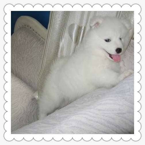 狗狗屁股湿疹:揭秘背后的原因与解决方案