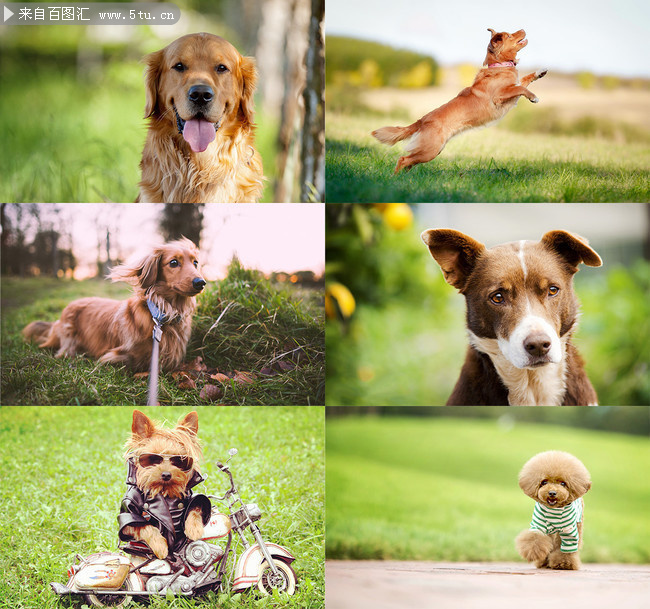 狗狗被车撞医疗——宠物护理人员的紧急行动