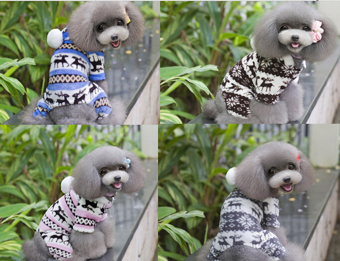 泰迪狗狗剃胎毛吗？揭开宠物美容的小秘密